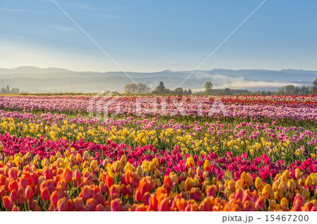 Colorful tulip filed in the morning, Woodburn 15467200