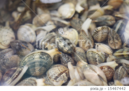 アサリの砂抜き アサリの砂抜き 15467442