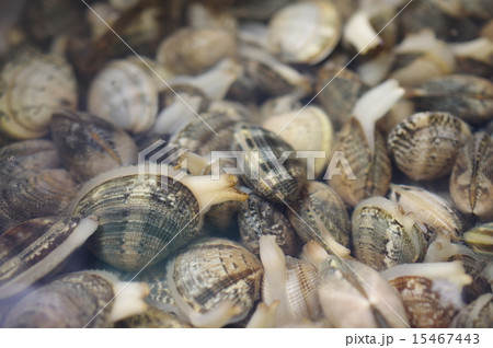 アサリの砂抜き アサリの砂抜き 15467443