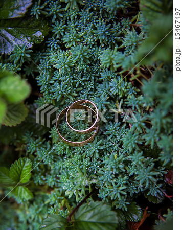 Green plant and wedding rings 15467497