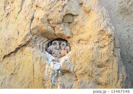 young common kestrel young common kestrel 15467546
