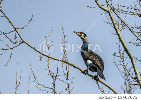 cormorant (phalacrocorax carbo) cormorant (phalacrocorax carbo) 15467675