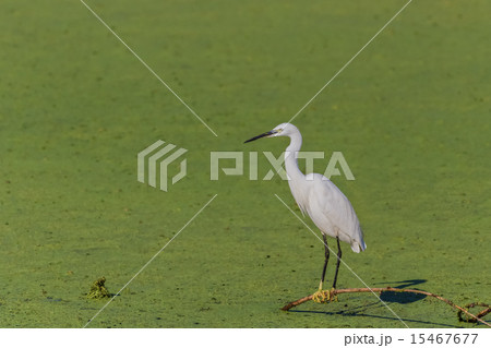 Little egret (Egretta garzetta) Little egret (Egretta garzetta) 15467677