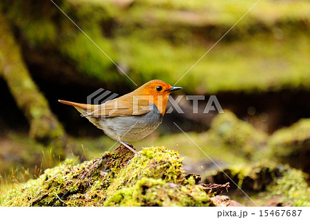 コマドリ 15467687