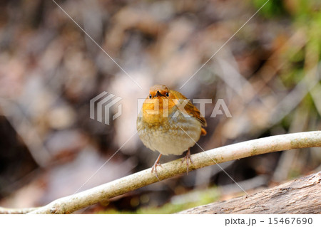 コマドリ 15467690