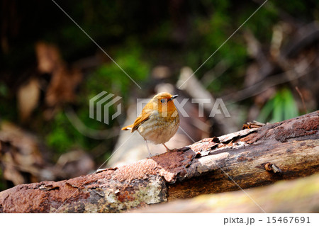 コマドリ 15467691