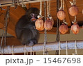 干し柿泥棒発見 15467698