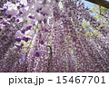 あふれるような藤棚 15467701