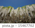 あふれるような藤棚 15467702