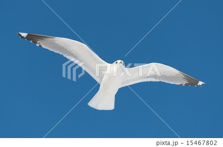 big white bird fly big white bird fly 15467802