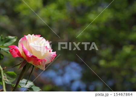 ダブルデライト・バラの花 15467864