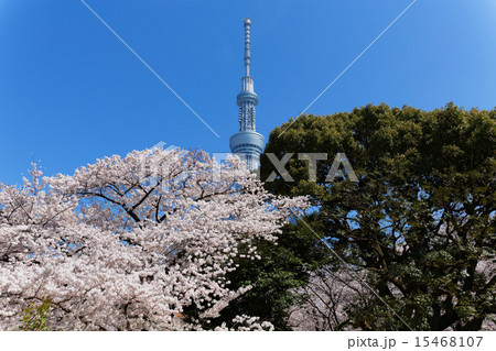 桜満開の隅田公園と東京スカイツリー 15468107