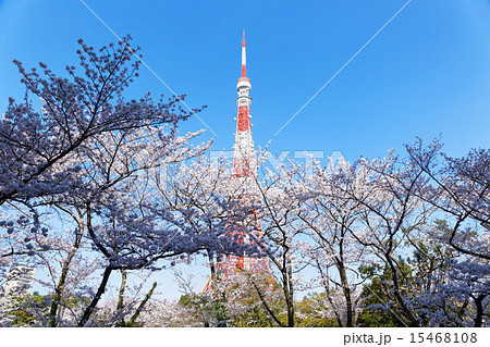 満開のソメイヨシノと東京タワー 15468108
