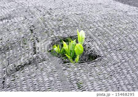 宇治茶の郷 和束の茶畑 宇治茶の郷 和束の茶畑 15468295