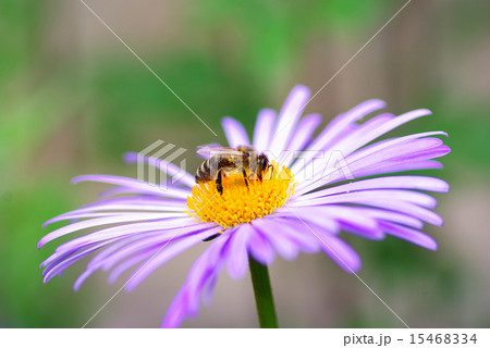 flower and bee 15468334