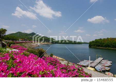春の入鹿池とツツジ 春の入鹿池とツツジ 15468555