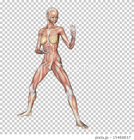 Muscle specimen female perming 3DCG illustration material Muscle specimen female perming 3DCG illustration material 15468637
