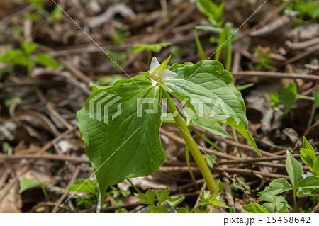 山野草ミヤマエンレイソウ　延齢草 15468642