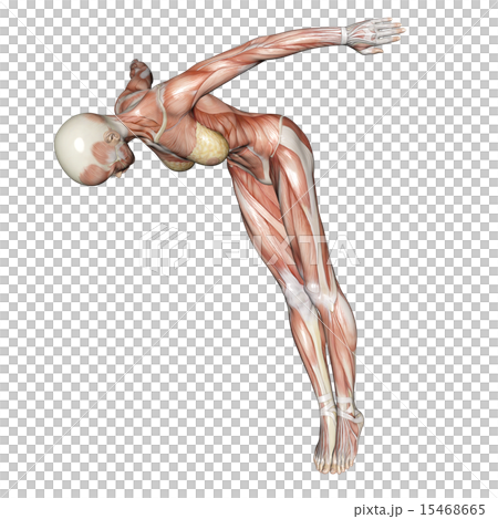 Muscle specimen jump in Female perming 3DCG illustration material 15468665
