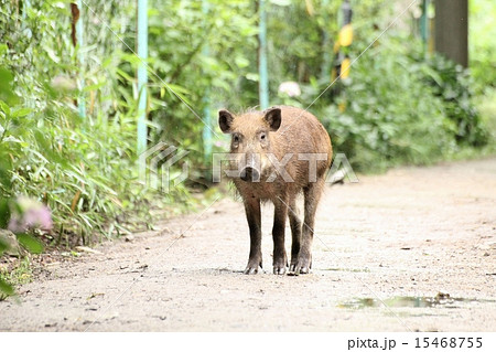 いのしし 15468755