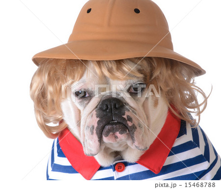 dog wearing clothing 15468788