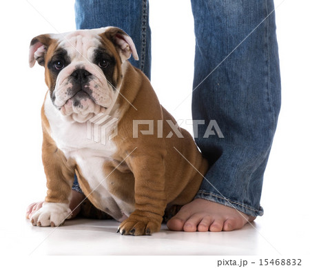 woman and her dog woman and her dog 15468832