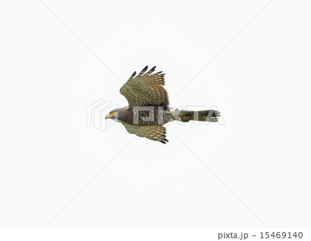 サシバ サシバ 15469140