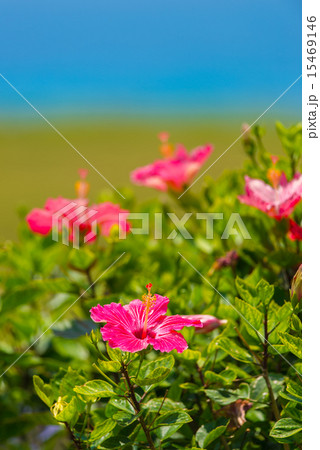 ハイビスカス 15469146