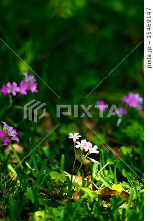 ムラサキカタバミ 15469147