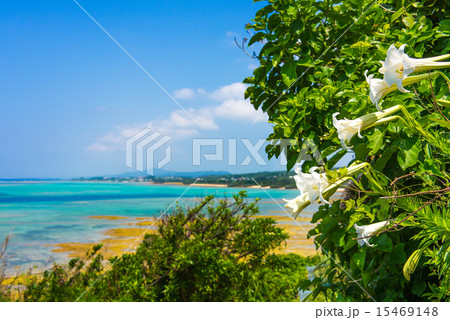 ユリと沖縄の海 15469148