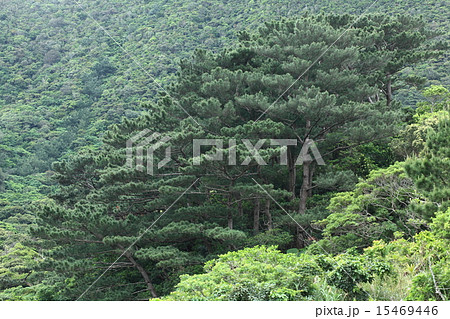 自然　植物　リュウキュウマツ、石垣島の海岸に近い山の斜面に小さな群落がありました 15469446