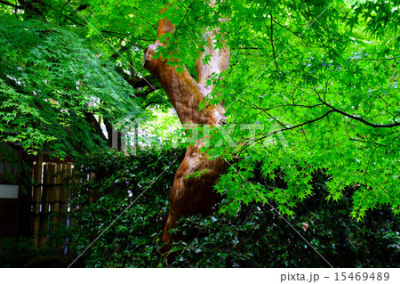 新緑の青もみじ（龍安寺/京都） 15469489