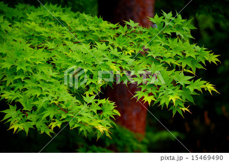 新緑の青もみじ(龍安寺/京都) 新緑の青もみじ(龍安寺/京都) 15469490