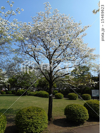 公園のハナミズキの木と青空 15469623