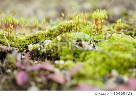 苔の胞子嚢 15469723