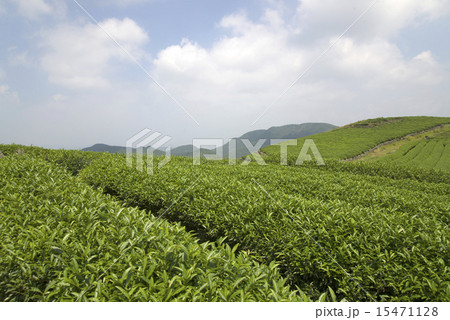 Tea mountains 15471128