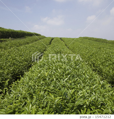 Tranquil tea garden Tranquil tea garden 15471212