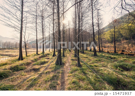 Red cedar forest and trails Red cedar forest and trails 15471937