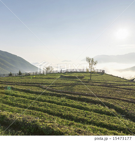 Sunrise Mountain terraced landscape 15473177