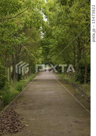 Woods road Woods road 15473622