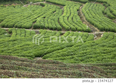 Blue tea Blue tea 15474127