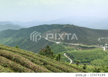 Tea mountain scenery Tea mountain scenery 15474189
