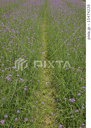 Neat verbena plant flower Neat verbena plant flower 15474226