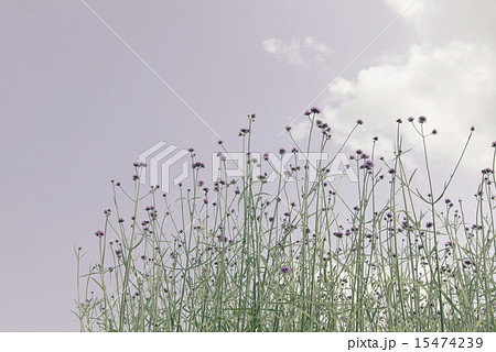 verbena plant scale planting 15474239