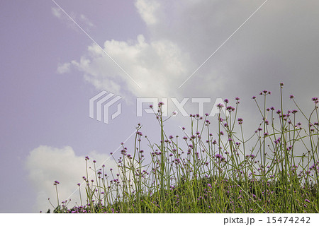 verbena plant scale planting 15474242