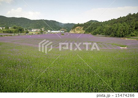 verbena plant scale planting 15474266