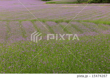 verbena plant scale planting 15474267