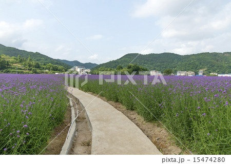 verbena plant scale planting 15474280