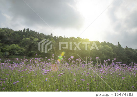 verbena plant scale planting 15474282