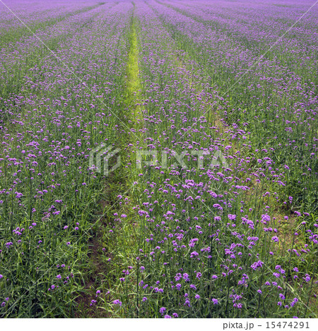 Neat verbena plant flower 15474291